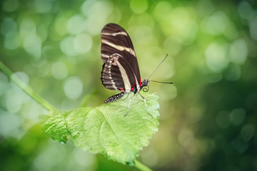 Zebra Longwing butterfly resting on a leaf (Heliconius charithonia). Close-up