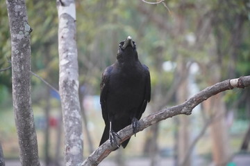 Crow