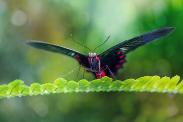 Scarlet mormon butterfly resting in a natural environment on a leaf (Papilio rumanzovia). Close-up