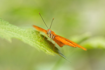 Julia butterfly resting on a leaf (Dryas iulia). Close-up