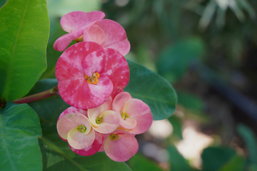 Naklejka na ściany i meble Poi Sian flower. Pink flower in the nature.