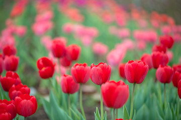 Fototapeta na wymiar Beautiful colorful red tulip background photo.
