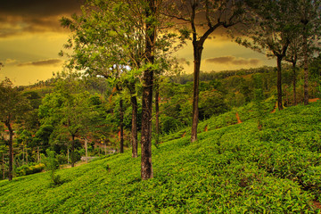 Tea Plantations in Ceylon - Sri Lanka
