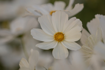 Selective focus beautiful white cosmos flower blooming in a garden.