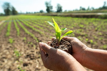Seedlings are growing from fertile soil. While human hands are bending the soil to grow / grow crops for animal feed
