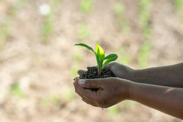 Seedlings are growing from fertile soil. While human hands are bending the soil to grow / grow crops for animal feed