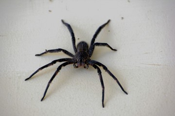 spider on web