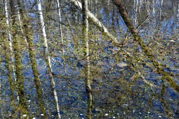The blurred reflection in the water of the spring forest as background
