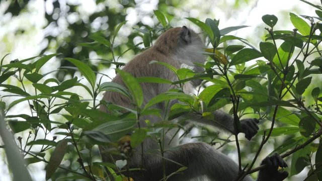 Southern pig-tailed macaque monkey sitting on branch eating in Sumatran rainforest in slow motion
