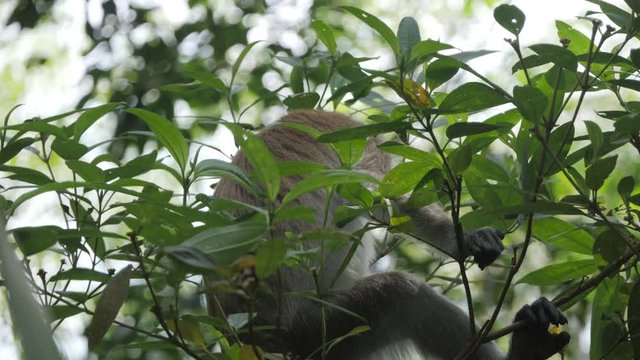Short tailed macaque monkey sitting on branch eating in Sumatran rainforest