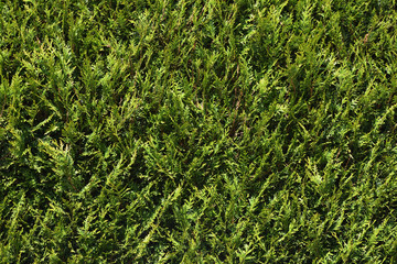 The texture of the smooth surface of thuja trimmed. Bright texture of thuja coniferous shrub