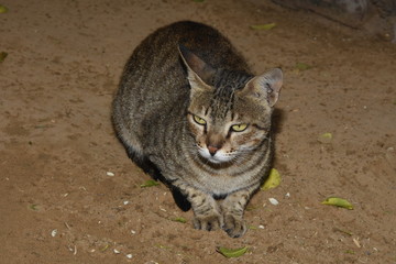Cat waiting for bread
