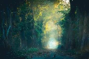 De lichtstraal op het pad van het magische bos