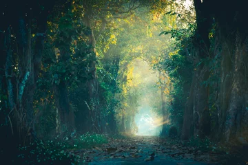 Fotobehang De lichtstraal op het pad van het magische bos © Anucha