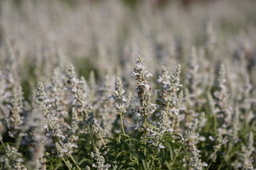 Selective focus white Salvia Flower in the garden.Beautiful white flower in the garden.Sage flower.