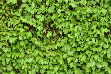 Fototapeta na wymiar Beautiful and bright texture with hedge foliage in spring in April