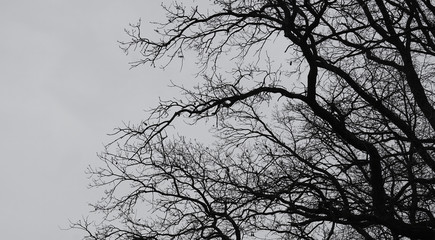 silhouette branches dark background against grey sky