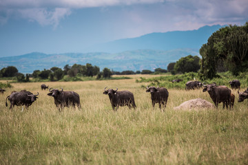 Black african buffalo graze on the background of the wild landscape