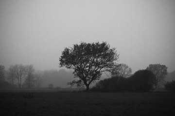 Obraz premium Einsamer großer Baum mitten in der nebeligen Landschaft