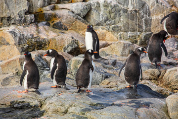 penguins in antarctica