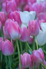 Fototapeten Tulpen Blurred beautiful pink tulips flower in nature background.Flowers soft blur colors sweet tone background.  © alohapatty