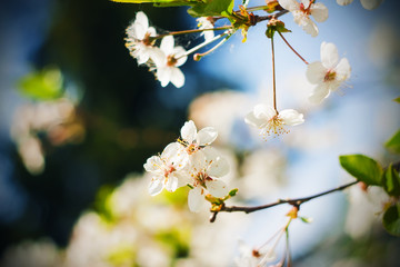 Snow-white delicate cherry blossoms bloomed on the branches with young green leaves in the springtime on a Sunny clear warm may day.