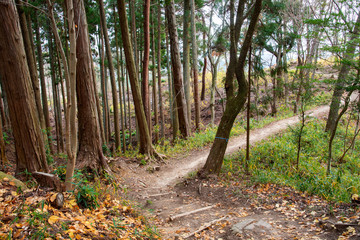 神戸・裏山のトレッキングコースから