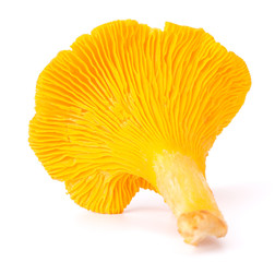 Yellow Chanterelle Isolated on White Background Close-Up
