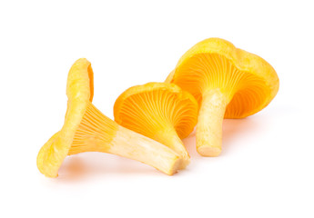 Fototapeta premium Yellow Chanterelle Isolated on White Background Close-Up