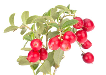 Fresh red berry: hand-picked forest Cowberry isolated on white background