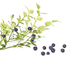 Fresh blueberry from forest isolated on white background with green leaves