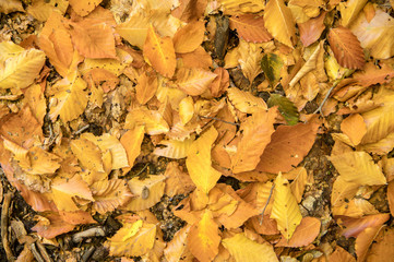 Abstract background of yellow autumn oak leaves lie curled up on the ground. Soft focus real forest. Habitat foliage
