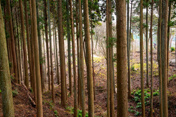 神戸・裏山のトレッキングコースから　男性