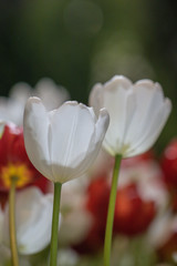 Blurred close up beautiful tulip flower in nature background.Selctive focus  tulip flower.