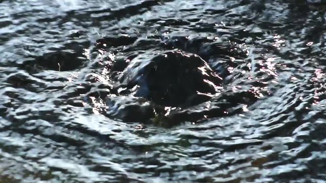 湧き水が流れる小川