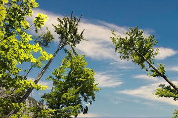 Froschperspektive - Hervorstehende Bäume ragen zum Himmel hochhinaus
