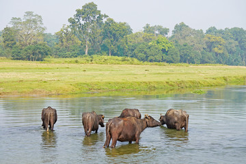 Fototapeta na wymiar Water buffalo in the river, Chitwan, Nepal 