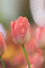 Blurred close up beautiful tulip flower in nature background.Selctive focus Princess Irene tulip flower.