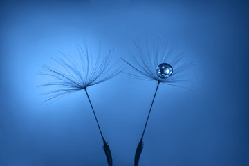 Classic Blue background. Color of the year 2020. Dandelion seeds with water drop