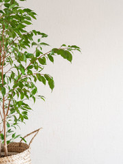 Indoor adult plant - ficus benjamin in a wicker basket on a white wall background. Copy space