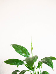 Indoor plant - Spathiphyllum against a white wall. Copy space