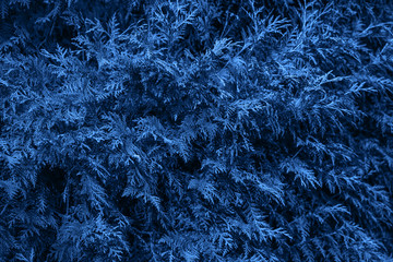 Classic Blue background. Color of the year 2020. Abstract thuja background