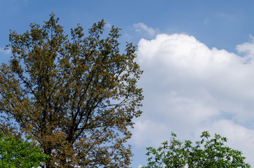 Fototapeta premium big tree with big branches on a summer day in the park