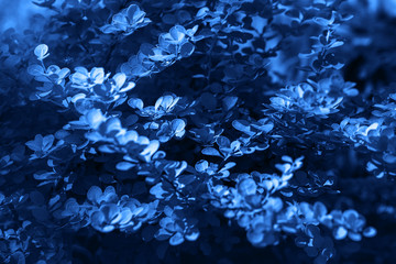Classic Blue background. Color of the year 2020. Barberry thunberg aurea