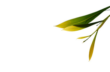 The green and gold leaves of an Australian wattle tree (Acacia), backlit by the sun, and isolated against a white copy space background - cut-out and selectable..