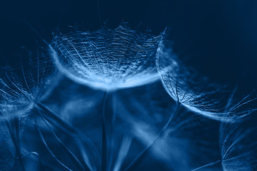 Klassischer blauer Hintergrund. Farbe des Jahres 2020. Schwarzwurzelsamen hautnah © miss.lemon