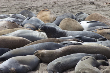 Schlafende See Elefanten am Strand