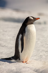 Naklejka premium penguin in antarctica