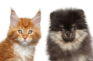 Kitten and puppy together on white background