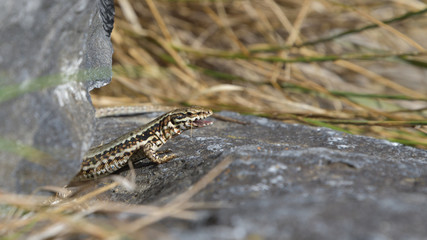 european wall lizard / podarcis muralis